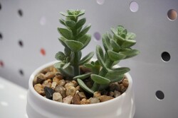 Det här trycket ser övertygande ut!