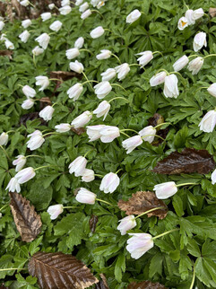 En bild från huvudkameran