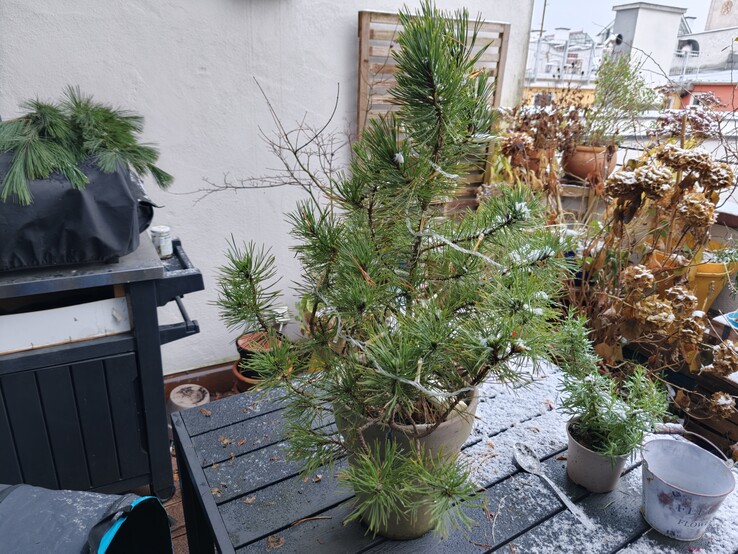 Foto av en växt med Oppo Find X9.