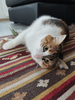 Inspelning med huvudkameran