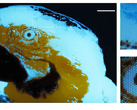 En liten, flerfärgad, fluorescerande bild av en ara, 250 × 350 pixlar, framställd med fotolitografi.