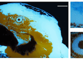 En liten, flerfärgad, fluorescerande bild av en ara, 250 × 350 pixlar, framställd med fotolitografi.
