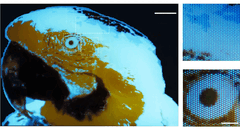 En liten, flerfärgad, fluorescerande bild av en ara, 250 × 350 pixlar, framställd med fotolitografi.