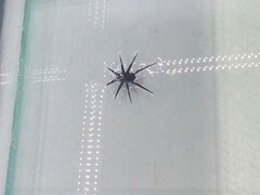 HydroBuckler i aktion (Bildkälla: forskarna)