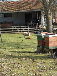 Huvudkamera (6x zoom)