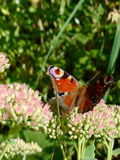 Telefoto-bild (7,1x zoom)