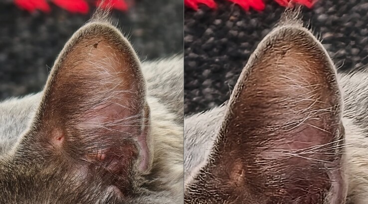 Jämförelsen är tydlig. Vänster: Med telekonverter vid 400 mm. Till höger: Utan telekonverter