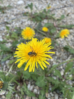 Foto taget med huvudkameran