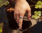 Samsung håller på att utveckla ett nytt alternativ till Oura Ring 5.
