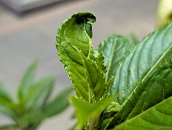 Makrobild med huvudkameran