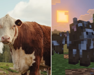 En skärmdump från Minecraft Tiny Takeover Update som jämför kor i spelet med en riktig ko