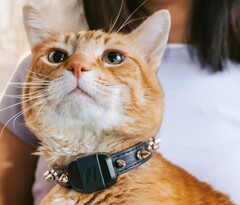 Fi Mini tracker gör det möjligt för ägare att spåra sina husdjurs kondition och platser. (Bildkälla: Fi)