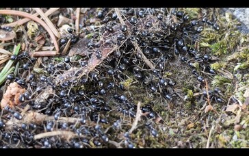 Myror i 6x zoom