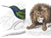 Illustrationer av vilda djur