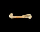 Ett 30 miljoner år gammalt fossilt oreodantben (Bildkälla: Matt Artz via Unsplash)