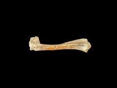 Ett 30 miljoner år gammalt fossilt oreodantben (Bildkälla: Matt Artz via Unsplash)