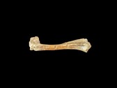 Ett 30 miljoner år gammalt fossilt oreodantben (Bildkälla: Matt Artz via Unsplash)