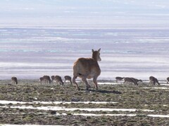 Robotantilopen som utvecklats av Deep Robotics har strövat omkring på det tibetanska höglandet sedan slutet av juli. (Bildkälla: Globaltimes)
