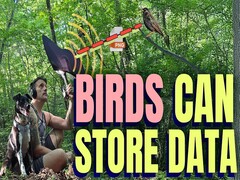 Fåglar kan lagra data (bildkälla: Benn Jordan YouTube-kanal)