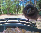 På nära håll med en grackle