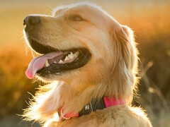 Fitnesshalsbandet Fi Series 3+ gör det möjligt för hundägare att spåra sitt husdjurs position och hälsa. (Bildkälla: Fi)