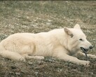 Den 1 oktober 2024 såg de första direwolves på över 10 000 år dagens ljus i Texas. (Bildkälla: YouTube / Colossal Biosciences)