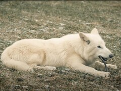 Den 1 oktober 2024 såg de första direwolves på över 10 000 år dagens ljus i Texas. (Bildkälla: YouTube / Colossal Biosciences)