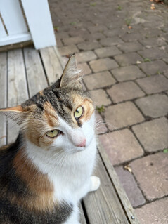 Foto taget med huvudkameran