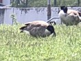 50x zoom