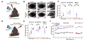 Testning av tellurium-implantatet visar att blinda möss pupiller återigen reagerar på exponering för synligt och infrarött ljus. (Bildkälla: Science. DOI: 10.1126/science.adu2987)