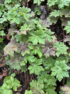 En bild från huvudkameran