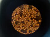 Blodceller under ett mikroskop (Bildkälla: ThisisEngineering via Unsplash; beskuren)