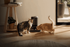 Petlibro smart matare för husdjur. Vissa enheter kan inte dela ut mat på grund av strömavbrottet.