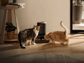 Petlibro smart matare för husdjur. Vissa enheter kan inte dela ut mat på grund av strömavbrottet.