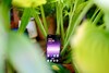 OnePlus Nord 5 recension
