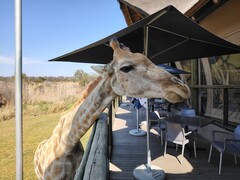 Lejon- och safariparken: En giraff bestämde sig för att äta lunch med oss (Bildkälla: Darryl Linington - Notebookcheck)
