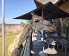 Lejon- och safariparken: En giraff bestämde sig för att äta lunch med oss (Bildkälla: Darryl Linington - Notebookcheck)