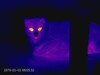 Kattdetaljer