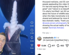 GatorChris förklarar i en video att valar inte vårdar på det sättet