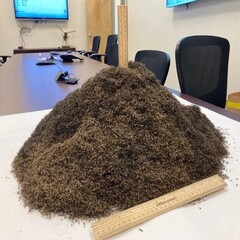 En hög med 1 miljon myggor (Bildkälla: Lee County Mosquito Control District; beskuren)
