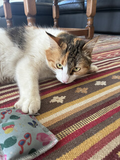 En bild från huvudkameran